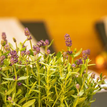 Wellnessoase Mitten In Der Wasserfallstadt Triberg Apartment Triberg im Schwarzwald